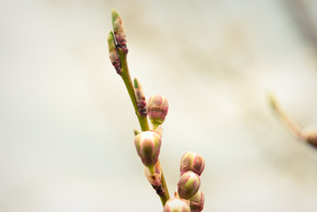 Branches of blossoming cherry macro