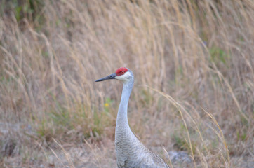 Sandhill crane in Florida