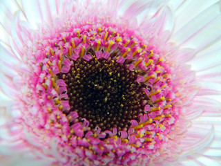 Daisies in spring in the park garden