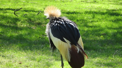 large black and white bird