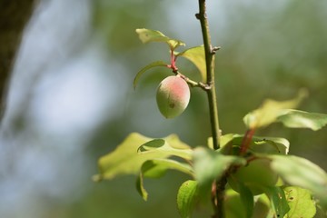 Japanese apricot fruits / Ume fruits