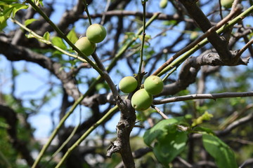 Japanese apricot fruits / Ume fruits