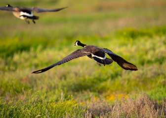 Close view of a Canada goose, seen flying over a North California marsh