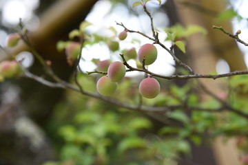 Japanese apricot fruits / Ume fruits