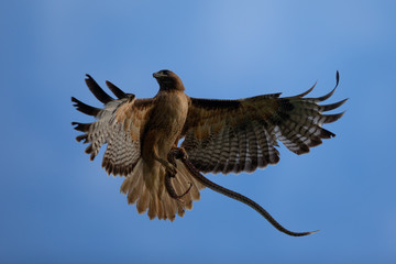 Very close view of a red-tailed hawk with a garter snake in its talons, seen in the wild in North...