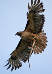 Very close view of a red-tailed hawk with a garter snake in its talons, seen in the wild in North California