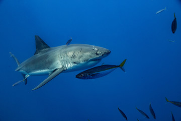 Fototapeta na wymiar Cage Diving with Great White Shark in Isla Guadalupe, Mexico