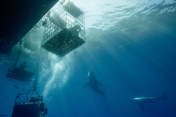 Cage Diving with Great White Shark in Isla Guadalupe, Mexico