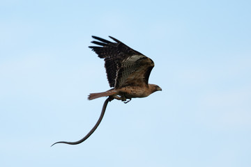 Very close view of a red-tailed hawk with a garter snake in its talons, seen in the wild in North...