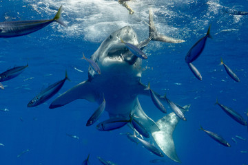 Obraz premium Cage Diving with Great White Shark in Isla Guadalupe, Mexico