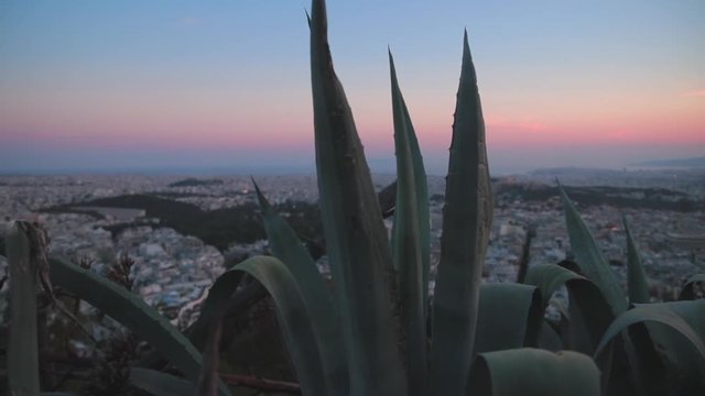 Close-Up: Aloe Vera Plant in Athens, Greece