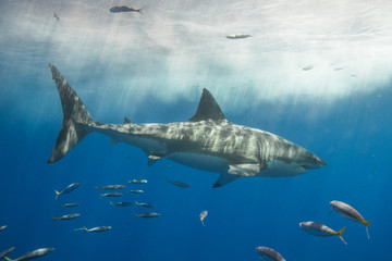 Fototapeta premium Cage Diving with Great White Shark in Isla Guadalupe, Mexico