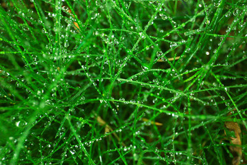 background of green leaves after the rain