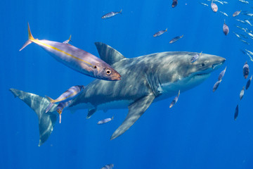 Fototapeta premium Cage Diving with Great White Shark in Isla Guadalupe, Mexico