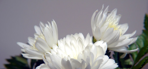 Daisies in spring in the park garden