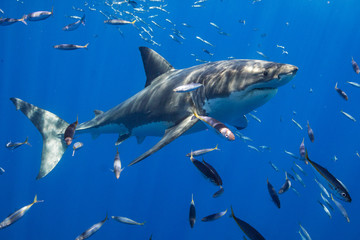 Cage Diving with Great White Shark in Isla Guadalupe, Mexico