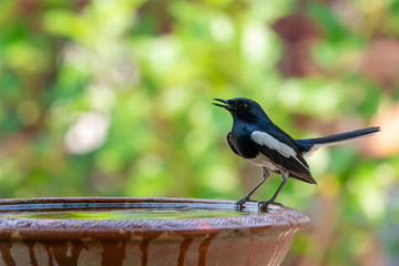 Male Oriental Magpie Robin perching on clay bowl of water