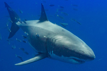 Naklejka premium Cage Diving with Great White Shark in Isla Guadalupe, Mexico