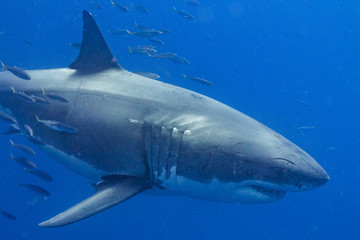 Fototapeta premium Cage Diving with Great White Shark in Isla Guadalupe, Mexico