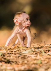 Cute Baby monkey