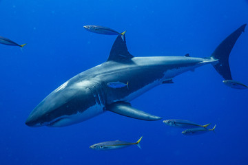 Cage Diving with Great White Shark in Isla Guadalupe, Mexico