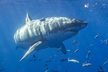 Naklejka premium Cage Diving with Great White Shark in Isla Guadalupe, Mexico
