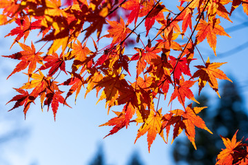 紅葉した森のイメージ