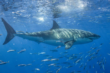 Naklejka premium Cage Diving with Great White Shark in Isla Guadalupe, Mexico