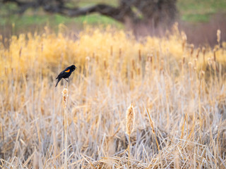 Red-Winged Blackbird among reeds
