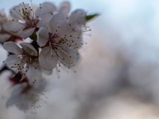 Raindrops on flowers of plum and apricot with green leaves in spring. Young shoots, water hanging from branch, flowering trees in garden, blooming spring nature. Effect light. Shallow depth of field