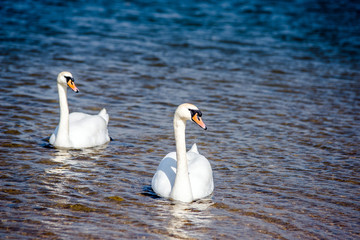 Fototapeta premium Two white swans swim in the water