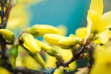 Fototapeta premium Flowering forsythia in springtime. 