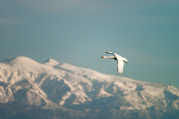 白山とコハクチョウ　石川県加賀地方