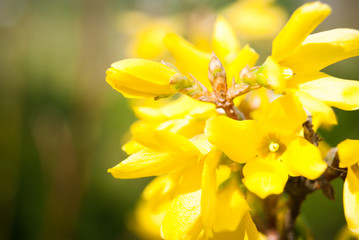 Flowering forsythia in springtime. 