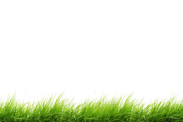 Fototapeta premium green grass isolated on white background