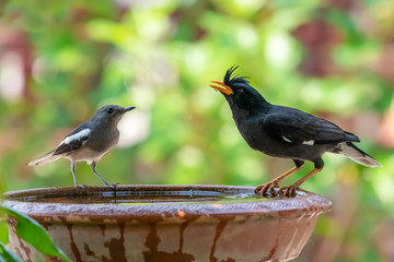 Male Oriental Magpie Robin looking at White-vented Myna drinkg water from clay bowl of water