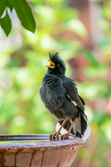 White-vented Myna perching on clay bowl of water and puffing up plumage