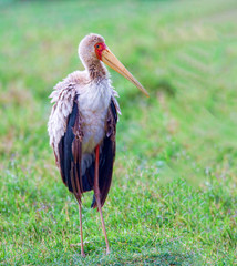 Image of Marabu in Masai Mara Park in Kenya