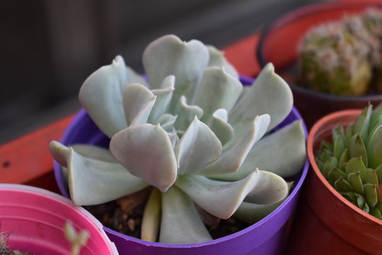 探索双色球倍投投注直播：中奖背后的秘密与品牌魅力