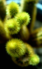 el cactus verdes creciendo espinosos