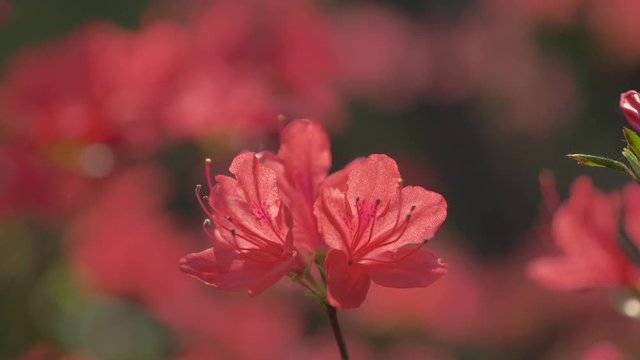 4k Footage of Rhododendron kaempferi flowers (also known as Kaempfer azalea) in the morning spring sunshine, nestled on the side of the Surrey Hills, UK