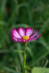 Obraz premium Sulfur Cosmos or Pink Cosmos in the garden.Selective focus cosmos flower in green background.
