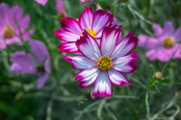 Obraz premium Sulfur Cosmos or Pink Cosmos in the garden.Selective focus cosmos flower in green background.