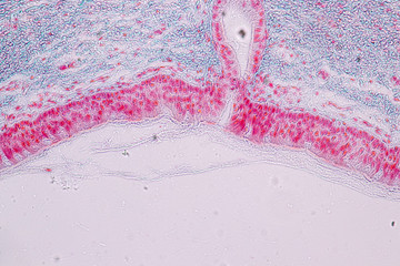 Learning anatomy and physiology of Pseudostratified columnar epithellum under the microscopic in...