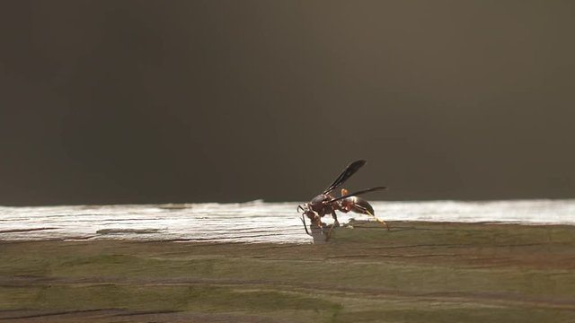 Wasp eats wood railing.