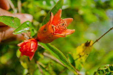 Sepal Of Pomegranate Flowers