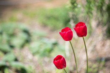 赤いチューリップ