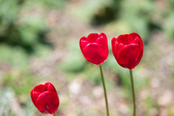 Obraz premium 赤いチューリップ