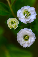 Obraz premium three white flowers in the garden