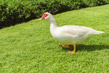 The duck is walking on the green lawn as a backdrop, Goose on green grass.